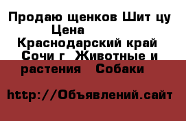 Продаю щенков Шит-цу › Цена ­ 20 000 - Краснодарский край, Сочи г. Животные и растения » Собаки   